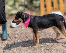 LACY, Hund, Mischlingshund in Spanien - Bild 7