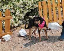 LACY, Hund, Mischlingshund in Spanien - Bild 8