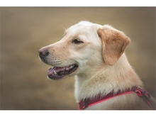 JULE, Hund, Mischlingshund in Ziegenhain - Bild 1