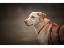 JULE, Hund, Mischlingshund in Ziegenhain - Bild 2