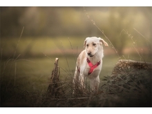 JULE, Hund, Mischlingshund in Ziegenhain - Bild 3