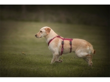 JULE, Hund, Mischlingshund in Ziegenhain - Bild 4