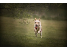 JULE, Hund, Mischlingshund in Ziegenhain - Bild 5
