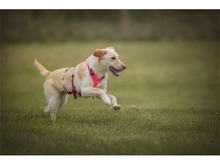 JULE, Hund, Mischlingshund in Ziegenhain - Bild 6