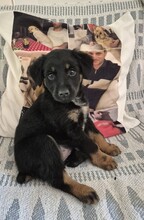 FREJA, Hund, Mischlingshund in Rumänien - Bild 2