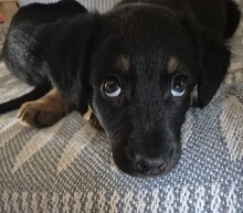 FREJA, Hund, Mischlingshund in Rumänien - Bild 3
