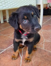 FREJA, Hund, Mischlingshund in Rumänien - Bild 4