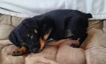 FREJA, Hund, Mischlingshund in Rumänien - Bild 5