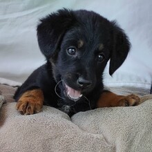 FREJA, Hund, Mischlingshund in Rumänien - Bild 6