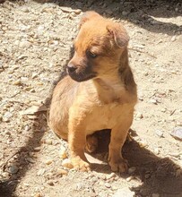 DENNIS, Hund, Mischlingshund in Rumänien - Bild 1