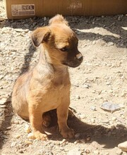 DENNIS, Hund, Mischlingshund in Rumänien - Bild 2