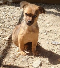 DENNIS, Hund, Mischlingshund in Rumänien - Bild 3