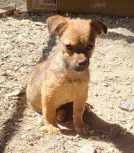 DENNIS, Hund, Mischlingshund in Rumänien - Bild 4