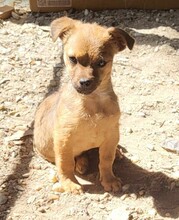 DENNIS, Hund, Mischlingshund in Rumänien - Bild 5