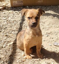 DENNIS, Hund, Mischlingshund in Rumänien - Bild 6