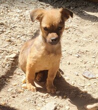 DENNIS, Hund, Mischlingshund in Rumänien - Bild 7