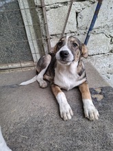 CAROL, Hund, Mischlingshund in Rumänien - Bild 2