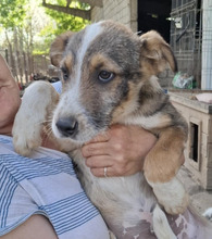 CAROL, Hund, Mischlingshund in Rumänien - Bild 3