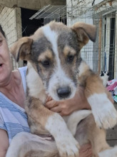 CAROL, Hund, Mischlingshund in Rumänien - Bild 4