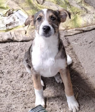 CAROL, Hund, Mischlingshund in Rumänien - Bild 5