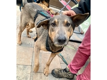 MARIANKA, Hund, Mischlingshund in Weißenbrunn - Bild 1