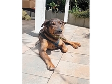 MARIANKA, Hund, Mischlingshund in Weißenbrunn - Bild 2