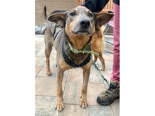 MARIANKA, Hund, Mischlingshund in Weißenbrunn - Bild 3