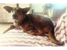 MARIANKA, Hund, Mischlingshund in Weißenbrunn - Bild 4