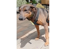 MARIANKA, Hund, Mischlingshund in Weißenbrunn - Bild 5