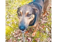 MARIANKA, Hund, Mischlingshund in Weißenbrunn - Bild 6