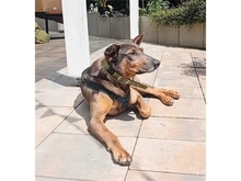 MARIANKA, Hund, Mischlingshund in Weißenbrunn - Bild 7