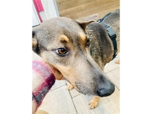 MARIANKA, Hund, Mischlingshund in Weißenbrunn - Bild 8