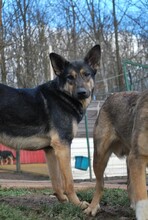 EMIL, Hund, Mischlingshund in Rumänien - Bild 1