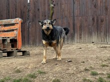 EMIL, Hund, Mischlingshund in Rumänien - Bild 2