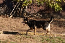 EMIL, Hund, Mischlingshund in Rumänien - Bild 3