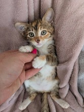 MISSMARPLE, Katze, Europäisch Kurzhaar in Zypern - Bild 1