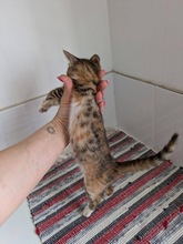 MISSMARPLE, Katze, Europäisch Kurzhaar in Zypern - Bild 2