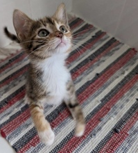 MISSMARPLE, Katze, Europäisch Kurzhaar in Zypern - Bild 3