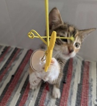 MISSMARPLE, Katze, Europäisch Kurzhaar in Zypern - Bild 4