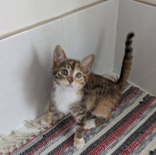 MISSMARPLE, Katze, Europäisch Kurzhaar in Zypern - Bild 5