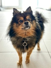 LOU, Hund, Spitz in Brackenheim - Bild 1