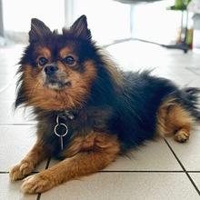 LOU, Hund, Spitz in Brackenheim - Bild 2