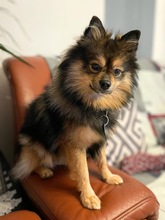 LOU, Hund, Spitz in Brackenheim - Bild 3
