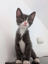 MAGNUM, Katze, Europäisch Kurzhaar in Zypern - Bild 1