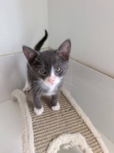 MAGNUM, Katze, Europäisch Kurzhaar in Zypern - Bild 2