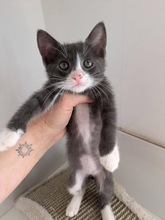 MAGNUM, Katze, Europäisch Kurzhaar in Zypern - Bild 3