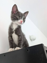 MAGNUM, Katze, Europäisch Kurzhaar in Zypern - Bild 4
