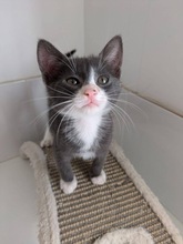 MAGNUM, Katze, Europäisch Kurzhaar in Zypern - Bild 5