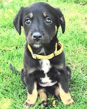 FOXI, Hund, Mischlingshund in Rumänien - Bild 1