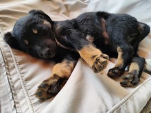 FOXI, Hund, Mischlingshund in Rumänien - Bild 2